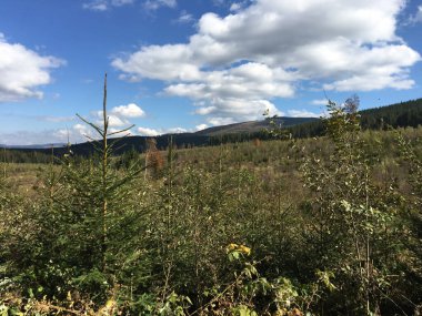 Sonbaharda Romanya 'daki Apuseni Doğal Parkı' ndan geçen yol