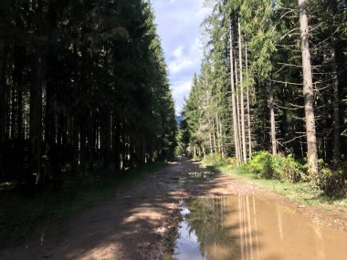 Apuseni Doğal Parkı 'ndaki çakıl yolu Romanya