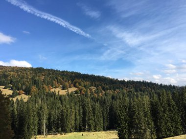 Romanya 'daki Apuseni Doğal Parkı' nda orman