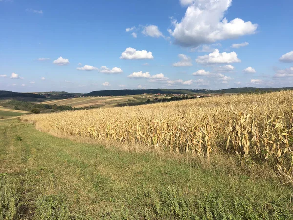 Hügelige Agrarlandschaft Rumänien — Stockfoto