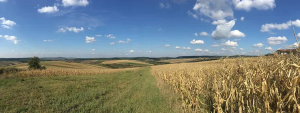 乾燥したトウモロコシ畑 オラデア ルーマニア周辺のパノラマ風景 — ストック写真