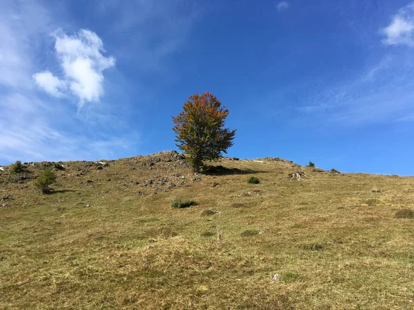 Árvore Uma Colina Durante Outono Parque Natural Apuseni Romênia — Fotografia de Stock
