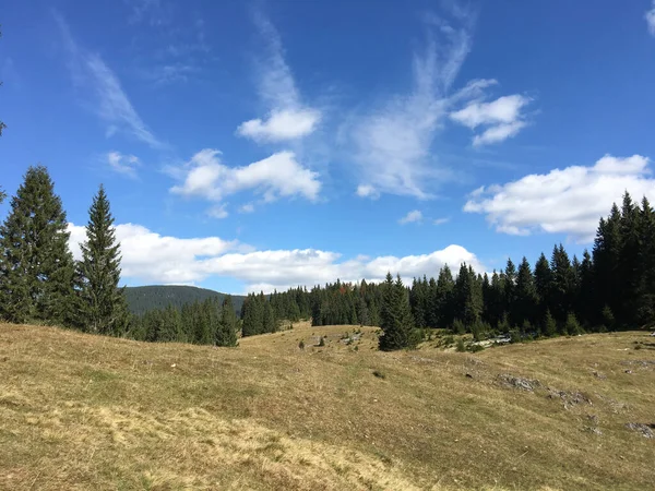 Romanya 'daki Apuseni Doğal Parkı' nda yangın ağacı