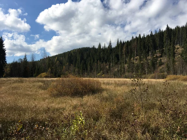 Wald Apuseni Naturpark Rumänien — Stockfoto