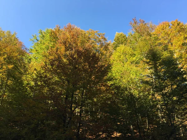 Parco Naturale Apuseni Durante Autunno Romania — Foto Stock