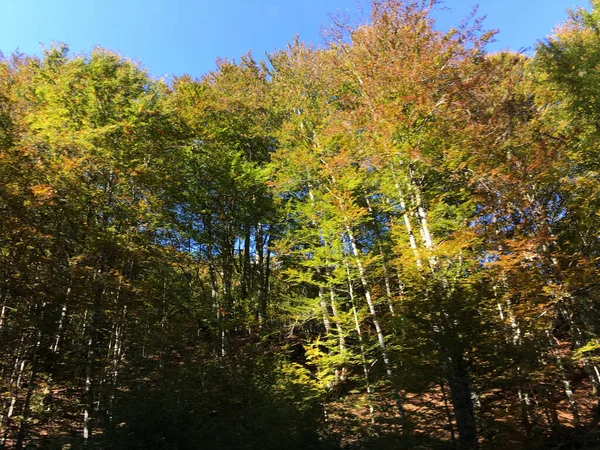 Parco Naturale Apuseni Durante Autunno Romania — Foto Stock