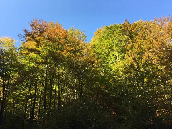 Přírodní Park Apuseni Podzim Rumunsku — Stock fotografie