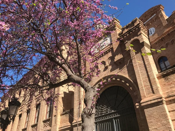 Roze Bloesem Spanje — Stockfoto