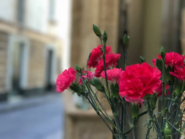 Rosafarbene Blumen Den Straßen Von Cadiz — Stockfoto