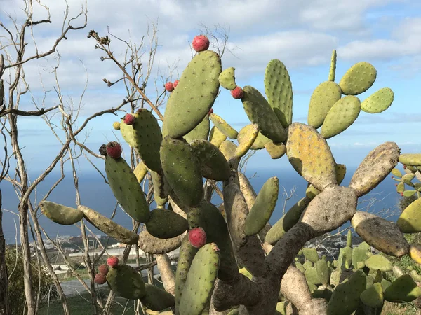 Cacto Monte Arucas Gran Canari — Fotografia de Stock