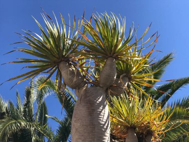 Galdar Gran Kanarya Adaları İspanya 'daki Ejderha Ağacı