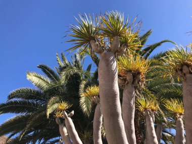 Dragon tree in Galdar Gran Canaria Canary Islands Spain clipart