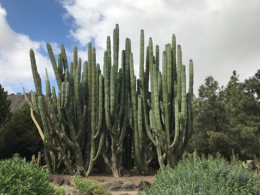 Las Palmas Gran Canari 'deki Jardin Canario botanik bahçesinde büyük bir kaktüs.