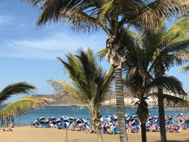 Las Palmas 'taki Playa de Las Canteras Palmiyeleri Büyük Kanarya