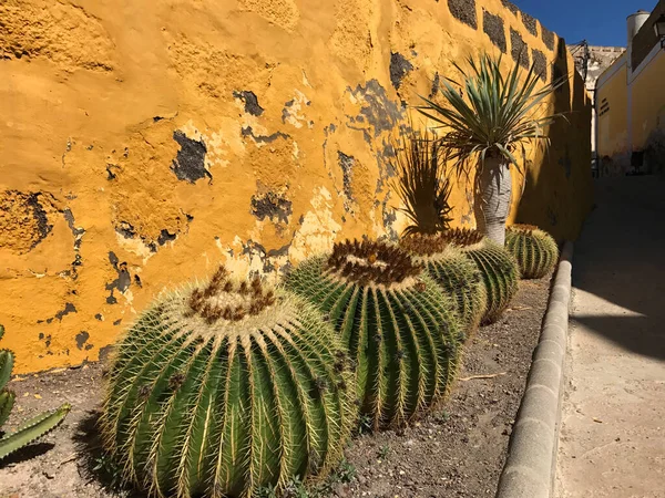 Kaktus Galdar Gran Canaria Kanarieöarna Spanien — Stockfoto