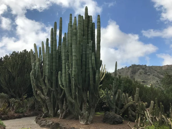 Großer Kaktus Botanischen Garten Jardin Canario Las Palmas Gran Canari — Stockfoto