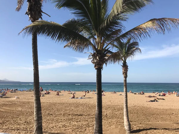 Palmbomen Playa Las Canteras Las Palmas Gran Canaria — Stockfoto