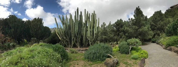 Las Palmas Gran Canaria 'daki Jardin Canario botanik bahçesinden Panorama