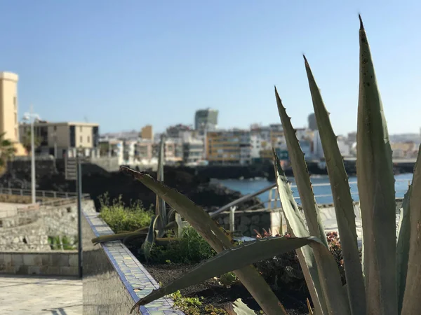 Cactus Con Ciudad Las Palmas Gran Canaria Fondo — Foto de Stock