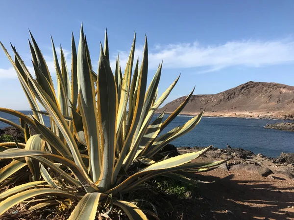 Cactus Devant Confital Isleta Las Palmas Gran Canaria — Photo