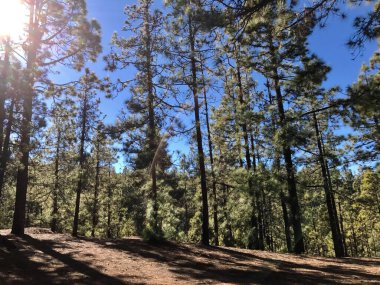 Tenerife 'deki Teide Ulusal Parkı' nda orman