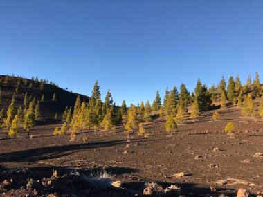 Tenerife 'deki Teide Ulusal Parkı' nda Kanarya Adaları 'nda firavun manzarası