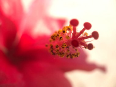 Valencia İspanya 'da Callistemon şişe fırçası ağacı çiçeği