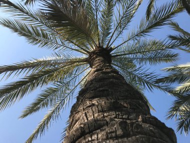 Valencia İspanya 'daki Turia Bahçeleri' ndeki Palmtree