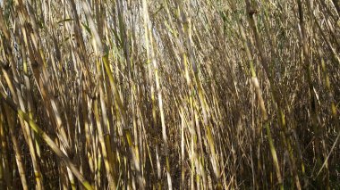 Parc Natural del Delta de l 'Ebre İspanya' da Bambu