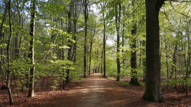 Gelderland, Hollanda 'daki Edese Bos