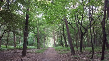 Gelderland, Hollanda 'daki Edese Bos