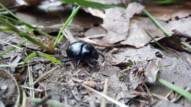 Edese Bos Ormanındaki Böcek Hollanda