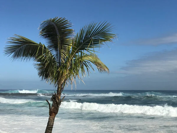 Palmtree Tengerparton Puerto Cruz Tenerife Kanári Szigetek — Stock Fotó