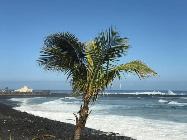 Palmtree Puerto Cruz Tengerpartján Tenerife Kanári Szigetek — Stock Fotó