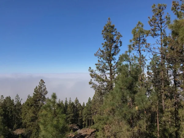 Δάσος Πάνω Από Σύννεφα Στο Εθνικό Πάρκο Teide Στην Τενερίφη — Φωτογραφία Αρχείου