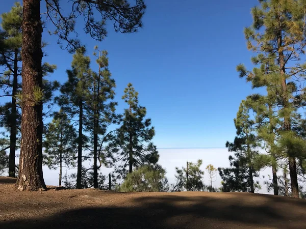 Bosque Sobre Las Nubes Parque Nacional Del Teide Tenerife — Foto de Stock