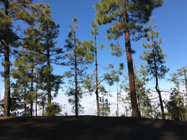 Bosque Sobre Las Nubes Parque Nacional Del Teide Tenerife — Foto de Stock