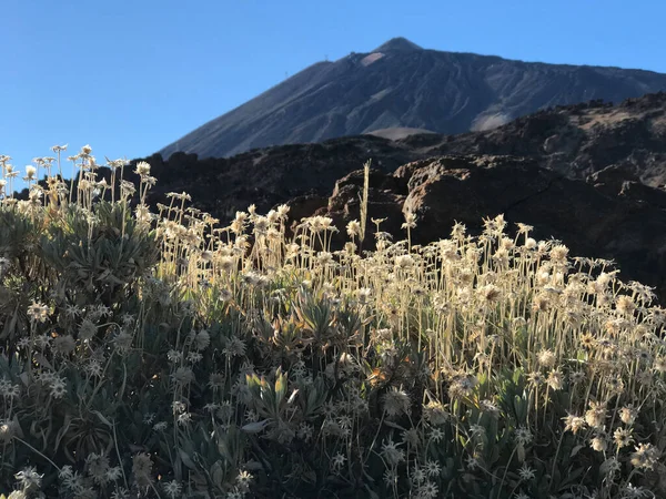 Paesaggio Intorno Monte Teide Vulcano Tenerife Nelle Isole Canarie — Foto Stock