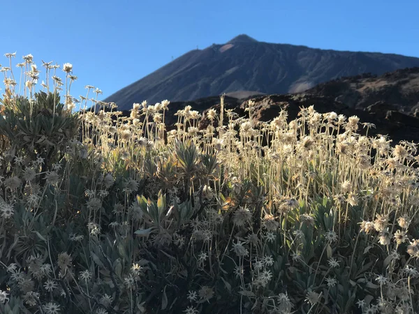 Landskap Kring Teide Vulkan Teneriffa Kanarieöarna — Stockfoto