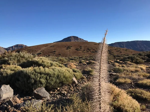 Paisaje Alrededor Del Teide Volcán Tenerife Las Islas Canarias — Foto de Stock