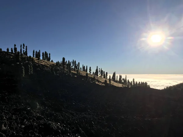 Fir Landscape Teide National Park Tenerife Canary Islands — Stock Photo, Image