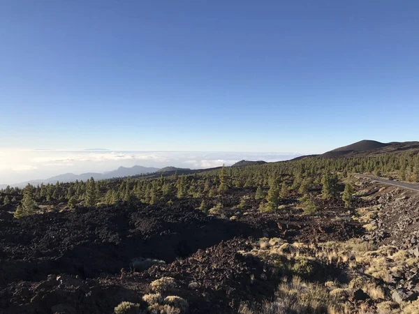 Paesaggio Abeti Nel Parco Nazionale Del Teide Tenerife Isole Canarie — Foto Stock