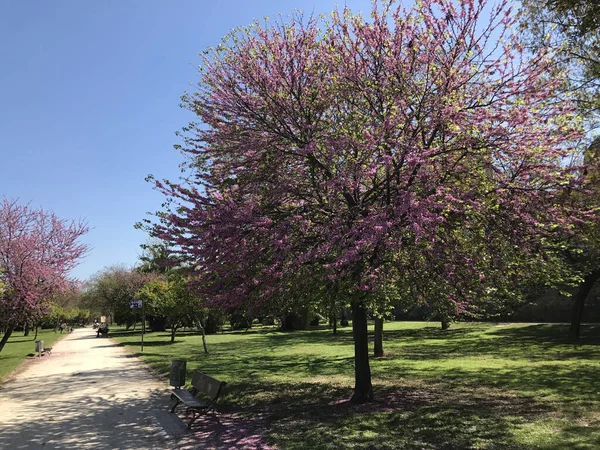 Árvores Flores Nos Jardins Turia Valência Espanha — Fotografia de Stock