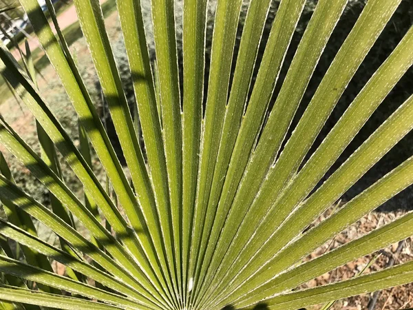 Hoja Palmera Los Jardines Del Turia Valencia España —  Fotos de Stock