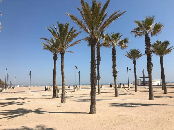 バレンシアのラス アレナスビーチにあるヤシの木スペイン — ストック写真