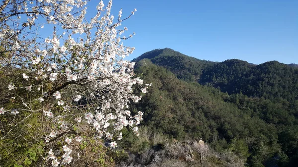 Apple blossom tree in serra despad natural park Spain