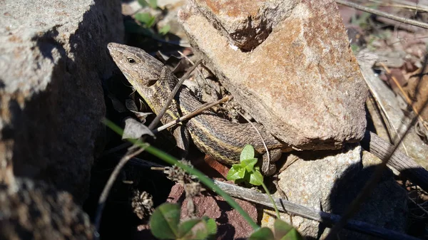 Pommier Dans Parc Naturel Serra Despad Espagne — Photo