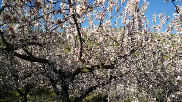 Nahaufnahme Von Blühenden Obstbäumen Naturpark Sierra Calderona Spanien — Stockfoto