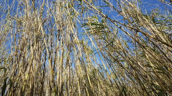 Bamboo Parc Natural Del Delta Ebre Spain — Stock Photo, Image