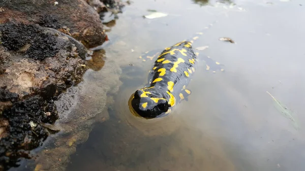 Salamandre Feu Européenne Dans Étang Parc Naturel Sant Llorenc Del — Photo